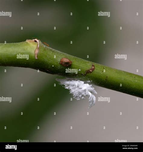 Mealy bugs on a rose stem and leaf. Cluster of mealy bugs (Icerya ...