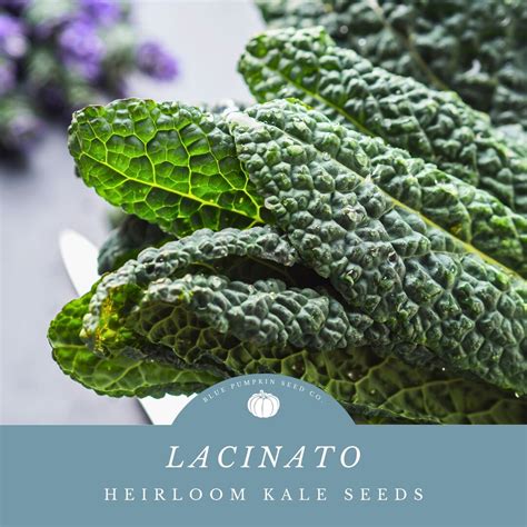 Black Kale In Spanish at Loyd Honore blog
