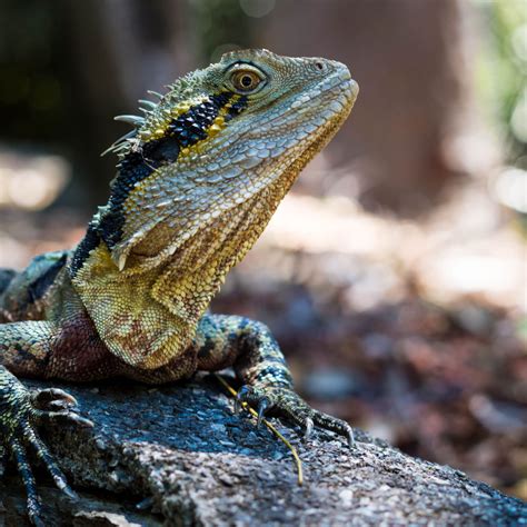 Download wallpaper 2780x2780 water dragon, lizard, reptile, stone, blur ...