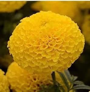 Marigold (Genda Fool) Flower Seeds Pack Of 50 Hybrid Seeds (Yellow ...