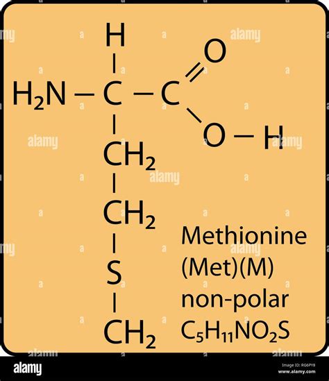 Amino acid methionine Stock Vector Images - Alamy