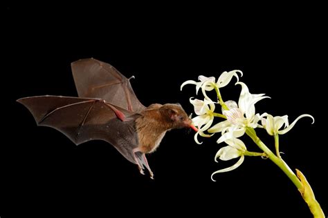 How Flowers Communicate Through Color: The Language of Pollination | Color Meanings