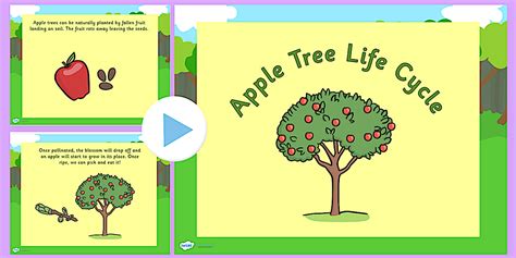 Australia Apple Tree Life Cycle PowerPoint