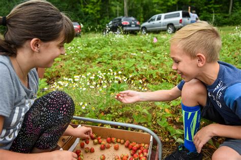 Sodt's Berry Farm opens for strawberry season - mlive.com