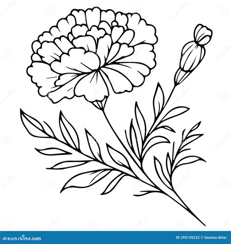 Outline Marigold Drawing, Simple Marigold Line Drawing, Marigold Flower ...