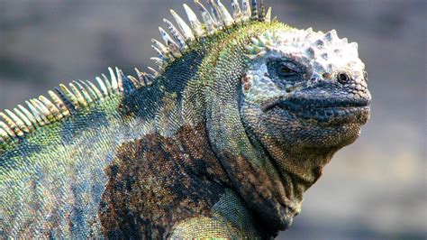 Are Iguanas Dangerous? Understanding the Risks | Iguana Busters - why are iguanas dangerous