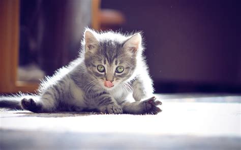 Image result for At Java.lang.thread.run Unknown Source