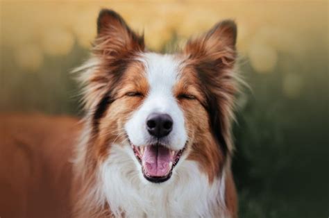 Dogs Do Tricks 的图像结果