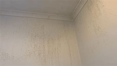 Mildew On Walls