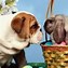 Image result for Funny Easter Rabbit