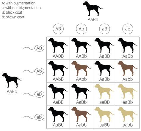 Chapter 8 The Evolution of Quantitative Traits | A Primer of Evolution