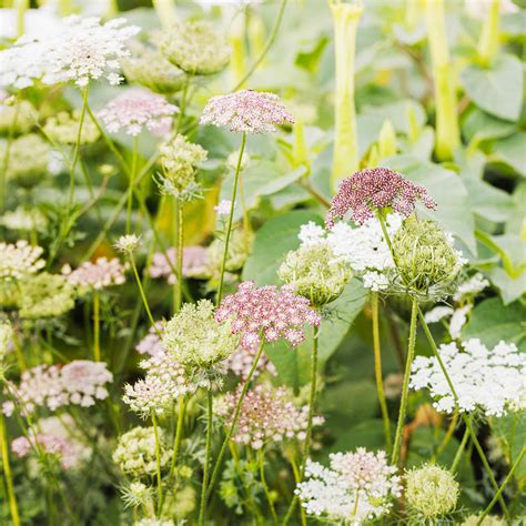 Queen Anne's Lace Seeds - Chocolate Lace Flower| Flower Seeds | Eden ...