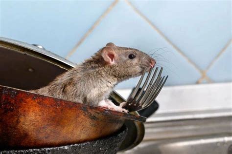 家里有老鼠怎么办？老鼠有哪些危害？_合抱木装修网