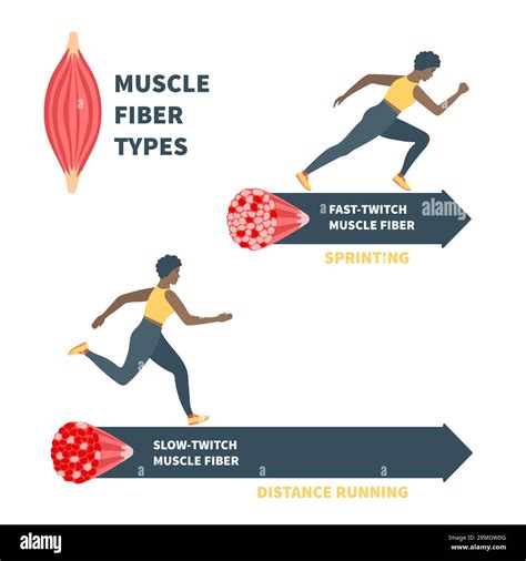 Slow twitch and fast twitch muscle fiber types illustration Stock ...
