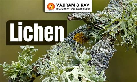 Lichen, Discovery, Benefits, Latest News