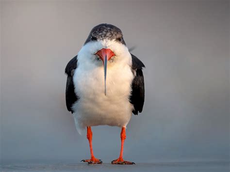 Black Skimmer - eBird