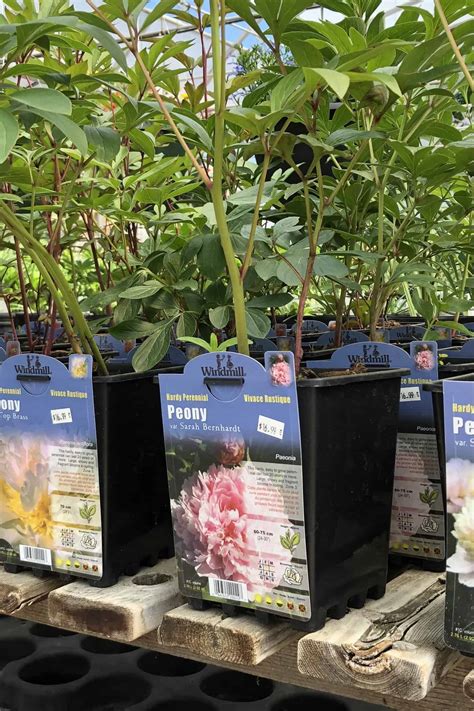 Sarah Bernhardt peony 🌿 🌸 Cultivating the queen of peonies in your garden!