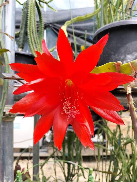 ディソカクタス | UNBER KELP