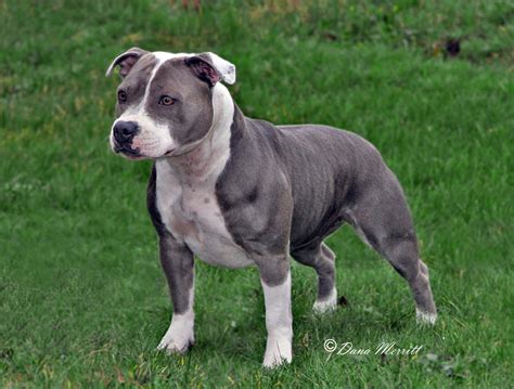 Staffordshire Bull Terrier American Staffordshire Terriers, English ...