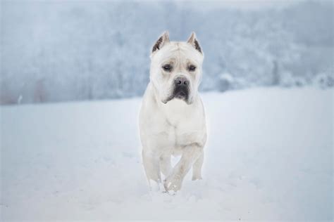 White Cane Corso Hond Cane Corso Italiano Vector Geïsoleerde
