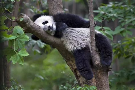 他拍下2000张野生大熊猫萌照，全世界都为之震撼！_直播江门