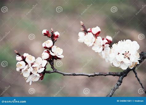 Bella rama florida imagen de archivo. Imagen de apacible - 240861581
