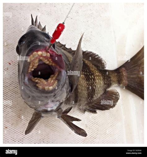 The Sheepshead Fish Teeth