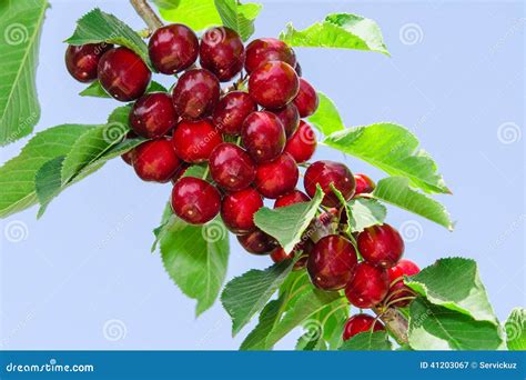 Image result for Twill Stitch Pro Plus