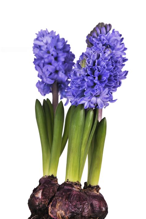 Hyacinth Bulbs How To Grow at Edward Burns blog