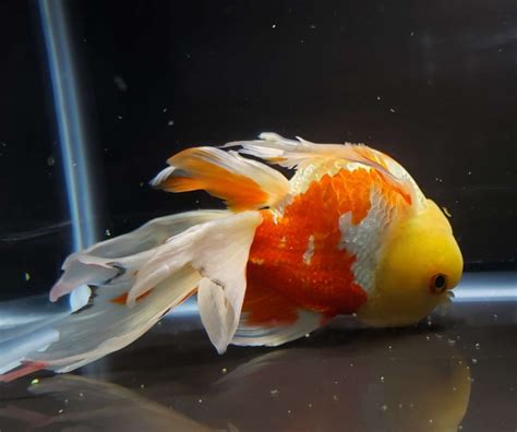 Oranda Goldfish Swim Bladder Issue - Choices - Diseases - Aquarium Co-Op Forum