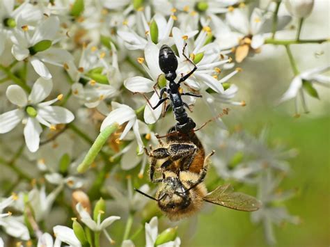 Myrmecia pilosula (Jack Jumper Ant) – Ausemade