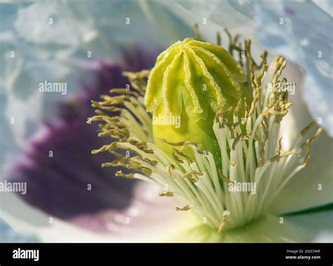 Detail of opium poppy flower, in latin papaver somniferum, white ...