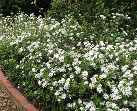 Lantana montevidensis 'Trailing White' | White flowering shrubs ...