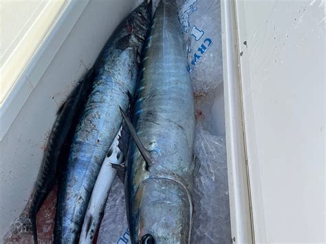 REEL DREAMS BAHAMAS FISHING (2026) All You Need to Know BEFORE You Go ...