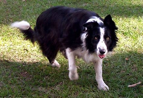 Border Collie - Characteristics and character - Dogs breeds