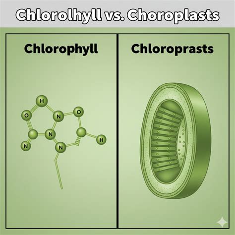 Chlorophyll Vs. Chloroplasts: Understanding The Distinctions » Differencess