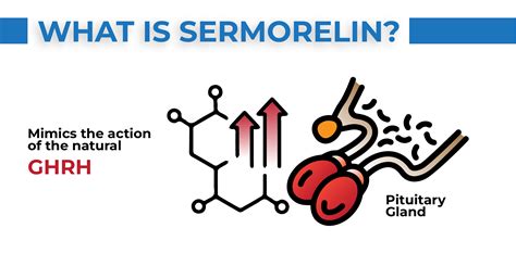 Sermorelin GHRP 2 Stack - A New Look
