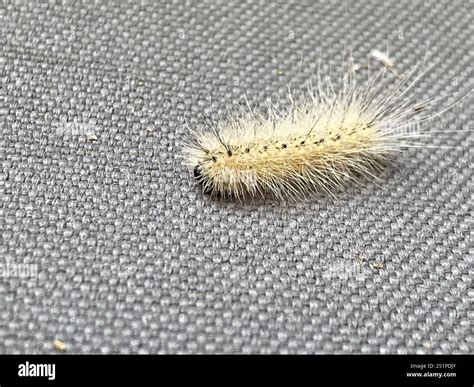 Fall Webworm Moth (Hyphantria cunea Stock Photo - Alamy