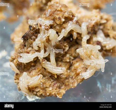 Maggots In Food