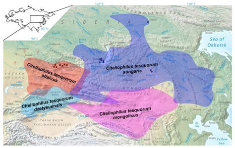 Genetic Evidence of an Isolation Barrier between Flea Subspecies of ...