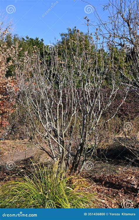 Hibiscus Syriacus (Rose of Sharon) Seeds. Malvaceae Deciduous Shrub ...