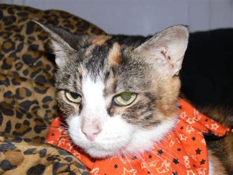 Buy Cat Attract - Behavioral Litter Additive - EntirelyPets