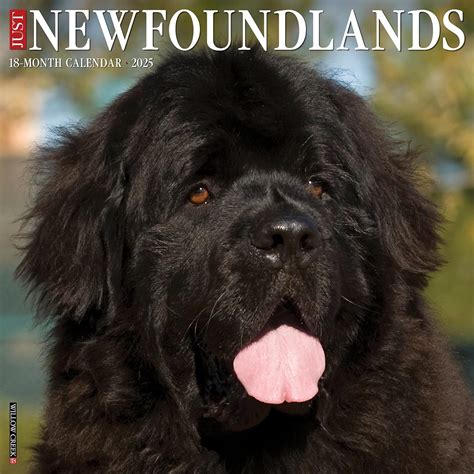 Best Book About Newfoundland For Your Next Atlantic Canadian Adventure