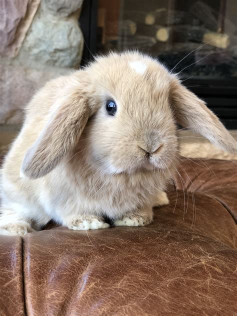 Holland Lop Rabbits For Sale | Hudson, WI #289872