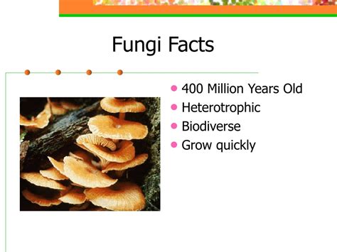 PPT - Fungus: PowerPoint Presentation, free download - ID:138451
