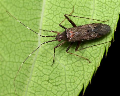 Image result for Bug Exploding