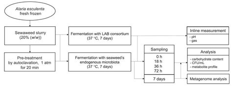 Fermentation of the Brown Seaweed Alaria esculenta by a Lactic Acid ...