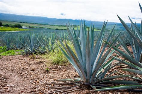 Premium Photo | Agave plant for tequila production In the countryside