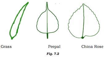 Draw the veins of leaves given in Fig. 7.2 below and write the type of ...