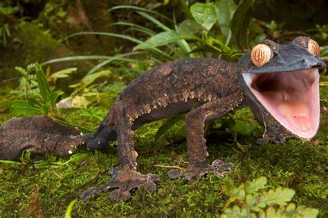 Weird Madagascar Animals